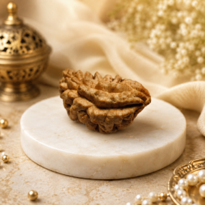 1 Mukhi Kaju Dana Rudraksha Ek Mukhi Half Moon Rudraksha (2)