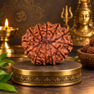 12 Mukhi Rudraksha front