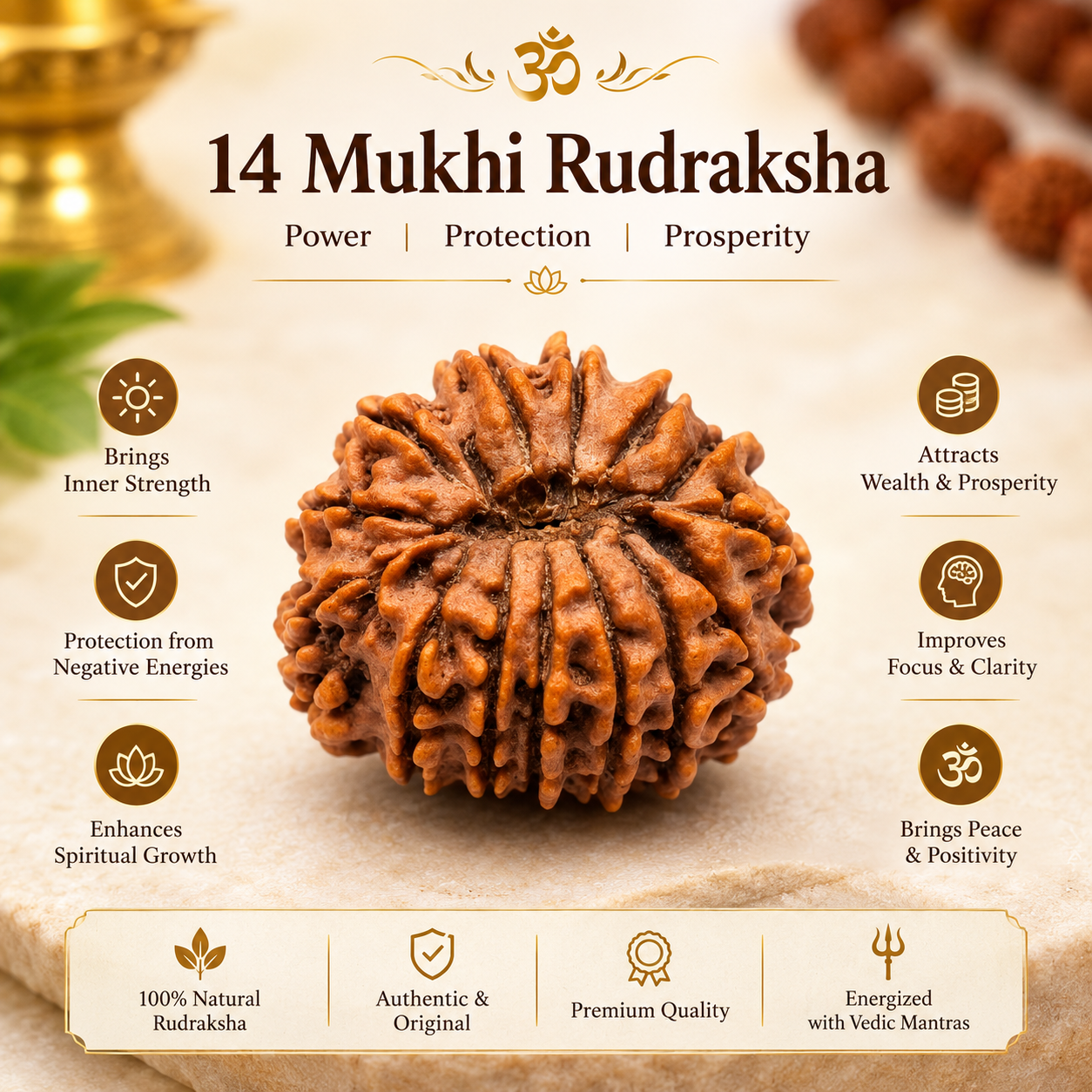 14 mukhi rudraksha_5 14 mukhi rudraksha_5