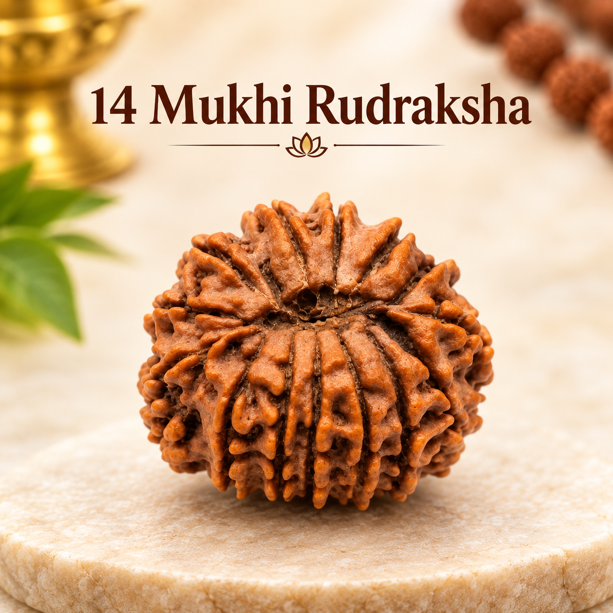 14 mukhi rudraksha_1 14 mukhi rudraksha_1