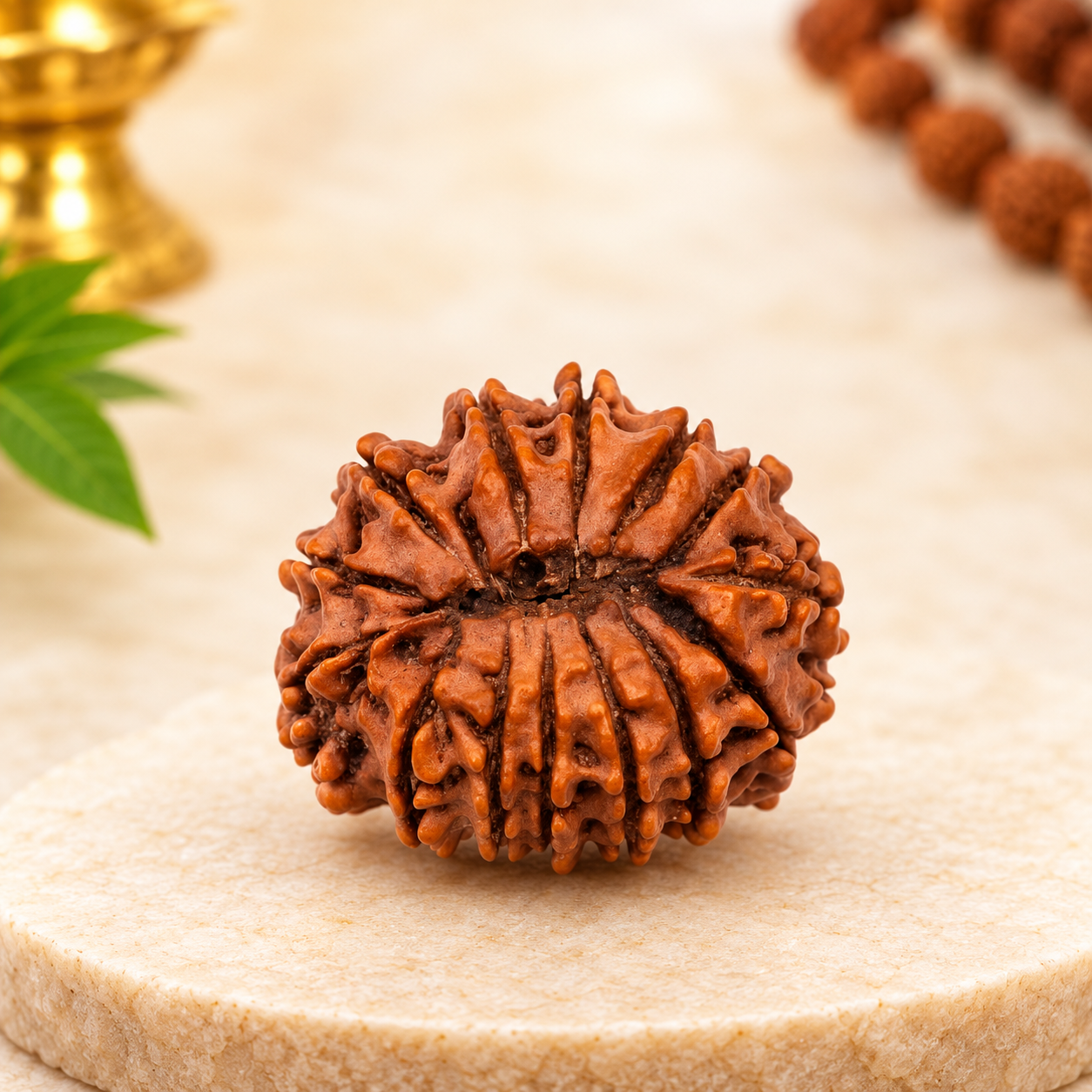 14 mukhi rudraksha_2 14 mukhi rudraksha_2